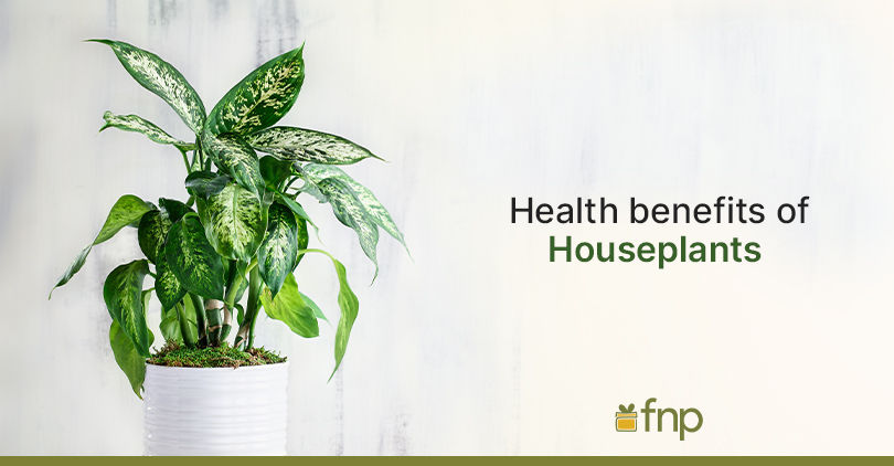 benefits of houseplants for well being