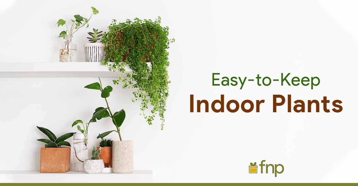 Indoor Plants
