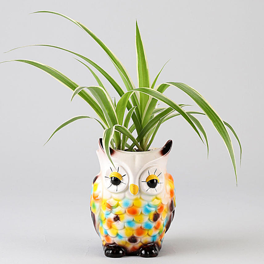 Spider Plant